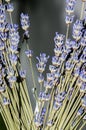 Mauve purple Lavandula angustifolia flowers, lavender,