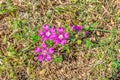 Mauve-purple Malva sylvestris flowers grow on a vacant lot with brown dry grass