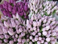 Many purple and mauve tulips Royalty Free Stock Photo