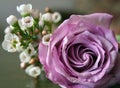 Mauve rose in bloom Royalty Free Stock Photo