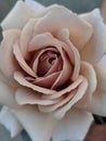 Mauve Rose