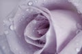 Close up of a mauve rose