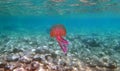 Mauve stinger purple jellyfish - Pelagia noctiluca