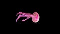 Mauve stinger purple jellyfish - Pelagia noctiluca Royalty Free Stock Photo