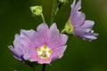 Mauve summer flowers