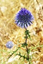 Mauve thistle Royalty Free Stock Photo