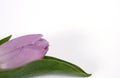 The mauve tulip Royalty Free Stock Photo