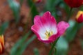 Mauve tulip closeup Royalty Free Stock Photo