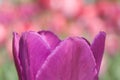 Mauve tulip macro Royalty Free Stock Photo