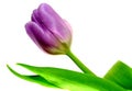 Mauve tulip Royalty Free Stock Photo