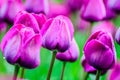 Mauve tulips in the morning Royalty Free Stock Photo