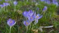 Mauve, extremist violet coloured crocuses, flower carpet on meadow Royalty Free Stock Photo