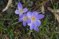 Mauve, extremist violet coloured crocuses, flower carpet on meadow Royalty Free Stock Photo