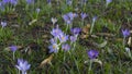 Mauve, extremist violet coloured crocuses, flower carpet on meadow Royalty Free Stock Photo