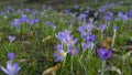 Mauve, extremist violet coloured crocuses, flower carpet on meadow Royalty Free Stock Photo