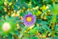 Mauve, violet Chrysanthemum flowers, mums or chrysanths