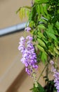 Mauve violet Wisteria bush climbing flowers, outdoor close up, Fabaceae family