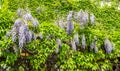 Mauve violet Wisteria bush climbing flowers, outdoor close up