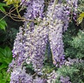 Mauve violet Wisteria bush climbing flowers, outdoor close up