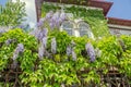 Mauve violet Wisteria bush climbing flowers, outdoor close up