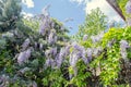 Mauve violet Wisteria bush climbing flowers, outdoor close up