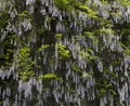 Mauve violet Wisteria bush climbing flowers, outdoor close up, Fabaceae family.