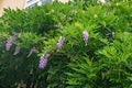 Mauve violet Wisteria bush climbing flowers, outdoor close up, F