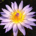 Mauve water lily flower