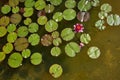 Mauve water lily flower in a small pond