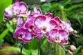 Mauve and white colored Tropical Orchid