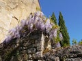 Mauve wisteria in bloom in the Dordogne