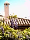 Mauve wisteria on blurry chemney and tiles
