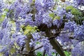 Mauve Wisteria cascade