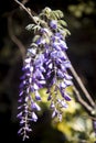 Mauve wisteria sinensis hanging on the branch