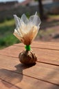 mava on wooden table,mavo addiction