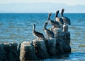 Maverick pelican Royalty Free Stock Photo