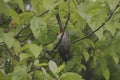 mavis bird about to fly from tree