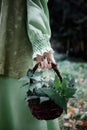 Mavka. A beautiful woman in a green dress is walking through the forest. Royalty Free Stock Photo