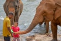 Tamer and child feeding elephants