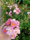 Mawar mini Pink Baby Rose