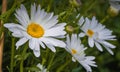 Max chrysanthemum, Leucanthemum maximum, a species of flowering plant in the aster family