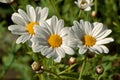 Max chrysanthemum, Leucanthemum maximum