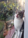 Max grey and white cat on windowsill