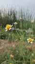 Maxican Daisy in the field