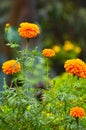 Maxican Marigold, Asteraceae, Asterales Royalty Free Stock Photo