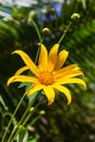 Maxican sunflower or Dok Buatong Blossom in Thailand