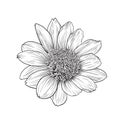 Maxican Sunflower Hand draw