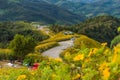 Maxican sunflowers daisy field with road