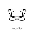 Maxilla icon. Trendy modern flat linear vector Maxilla icon on w Royalty Free Stock Photo