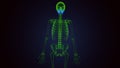 3d render of human body Maxilla Bone anatomy